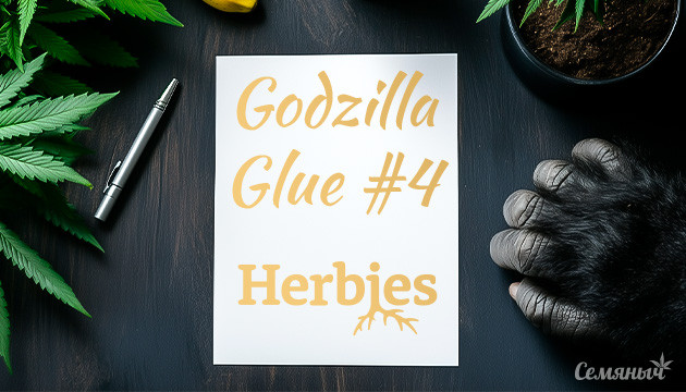 Гроурепорт сорта Godzilla Original Glue GG#4 fem от Herbies Seeds