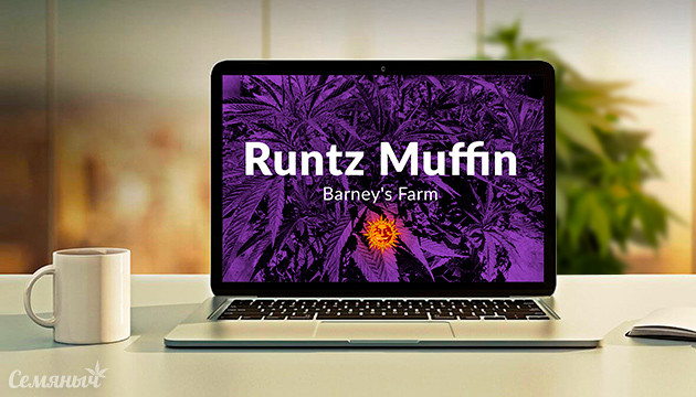 Гроурепорт сорта Runtz Muffin от Barney's Farm