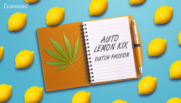 Гроурепорт сорта Auto Lemon Kix fem от Dutch Passion