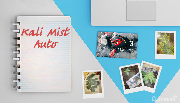 Дневник выращивания сорта Auto Kali Mist