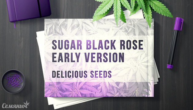 Гроурепорт сорта Sugar Black Rose Early Version