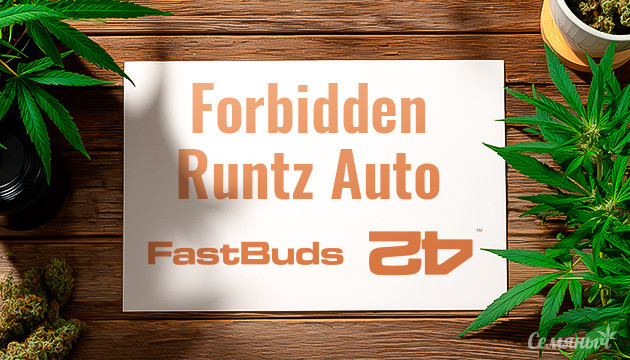 Гроурепорт сорта Forbidden Runtz Auto от FastBuds