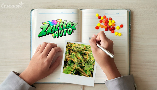 Гроурепорт сорта Zkittlez Auto