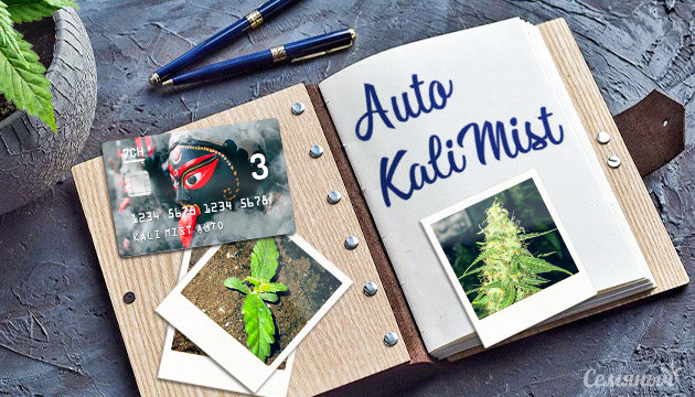 Гроурепорт сорта Auto Kali Mist