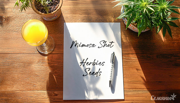 Гроурепорт сорта Mimosa Shot fem от Herbies Seeds