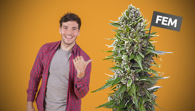 Феминизированные семена для новичков