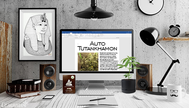 Гроурепорт сорта Auto Tutankhamon